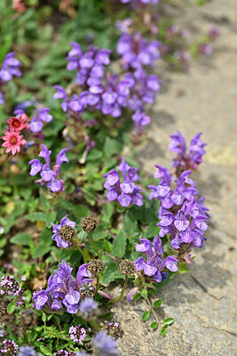 BUITEN BEELD Foto: 446969