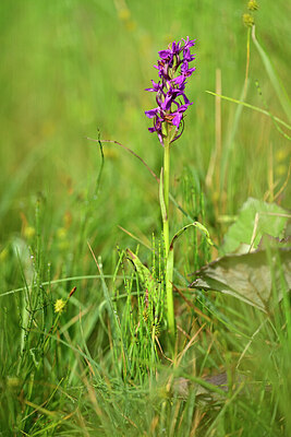 BUITEN BEELD Foto: 446971