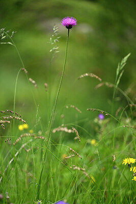 BUITEN BEELD Foto: 446978