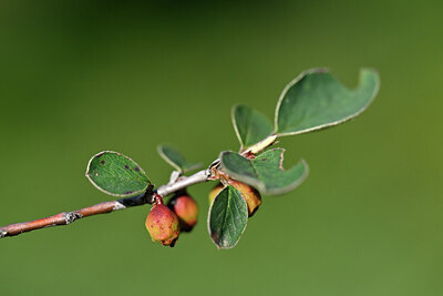BUITEN BEELD Foto: 446987