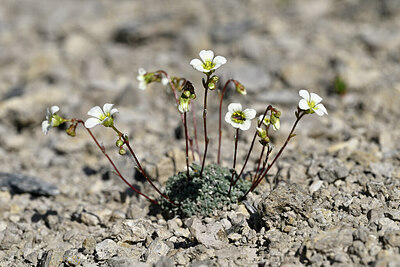 BUITEN BEELD Foto: 446989