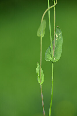 BUITEN BEELD Foto: 446993
