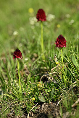 BUITEN BEELD Foto: 446994