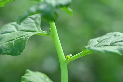 BUITEN BEELD Foto: 446999