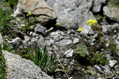 BUITEN BEELD Foto: 447000
