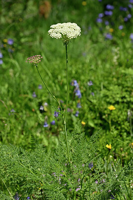 BUITEN BEELD Foto: 447002