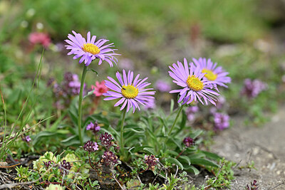 BUITEN BEELD Foto: 447005