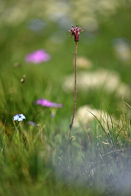 BUITEN BEELD Foto: 447010