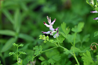BUITEN BEELD Foto: 447011