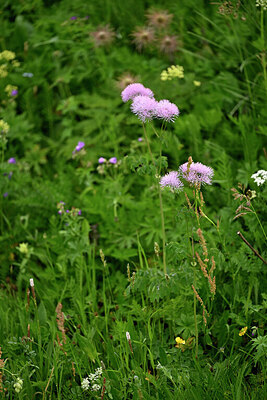 BUITEN BEELD Foto: 447013