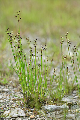 BUITEN BEELD Foto: 447018