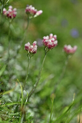 BUITEN BEELD Foto: 447025