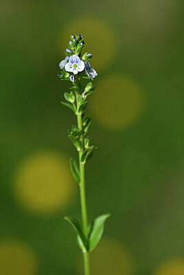BUITEN BEELD Foto: 447033