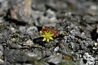 BUITEN BEELD Foto: 447035