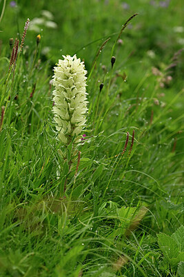 BUITEN BEELD Foto: 447036
