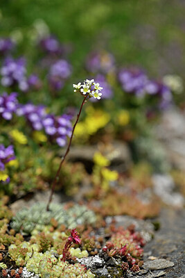 BUITEN BEELD Foto: 447037