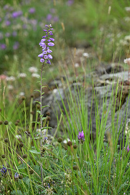 BUITEN BEELD Foto: 447040