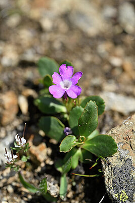 BUITEN BEELD Foto: 447042