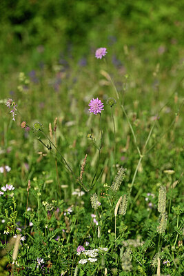 BUITEN BEELD Foto: 447045