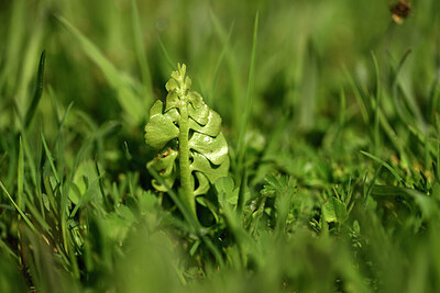BUITEN BEELD Foto: 447050