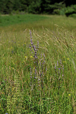 BUITEN BEELD Foto: 447051