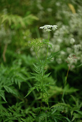 BUITEN BEELD Foto: 447059