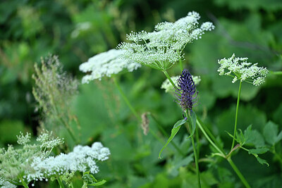 BUITEN BEELD Foto: 447060