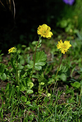 BUITEN BEELD Foto: 447061