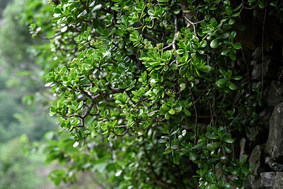 BUITEN BEELD Foto: 447065