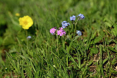 BUITEN BEELD Foto: 447066