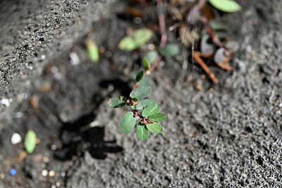 BUITEN BEELD Foto: 447067