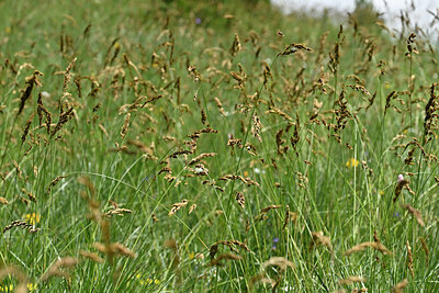 BUITEN BEELD Foto: 447068