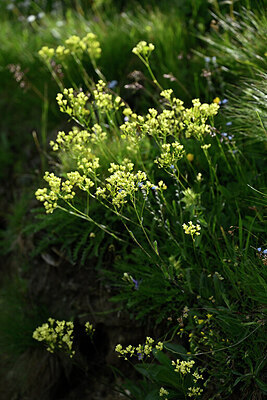BUITEN BEELD Foto: 447069