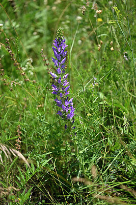 BUITEN BEELD Foto: 447071