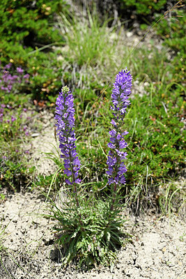 BUITEN BEELD Foto: 447073