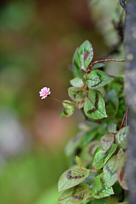 BUITEN BEELD Foto: 447077