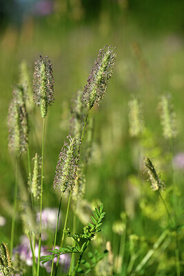 BUITEN BEELD Foto: 447080