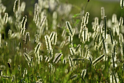 BUITEN BEELD Foto: 447081