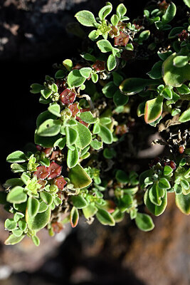 BUITEN BEELD Foto: 447083