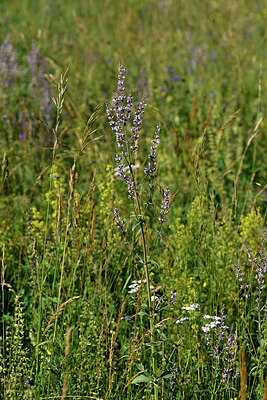 BUITEN BEELD Foto: 447084