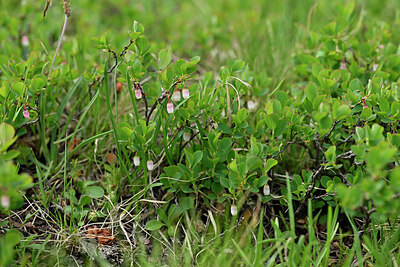 BUITEN BEELD Foto: 447086