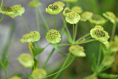BUITEN BEELD Foto: 447091