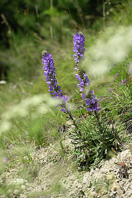 BUITEN BEELD Foto: 447093