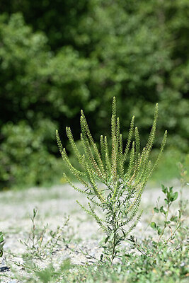 BUITEN BEELD Foto: 447099