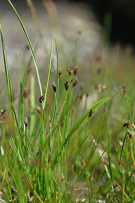 BUITEN BEELD Foto: 447100