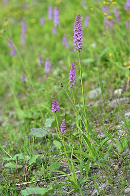 BUITEN BEELD Foto: 447101