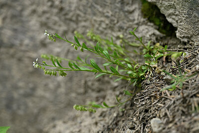 BUITEN BEELD Foto: 447105