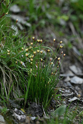 BUITEN BEELD Foto: 447118