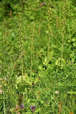 BUITEN BEELD Foto: 447119