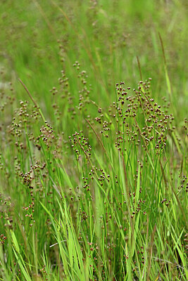 BUITEN BEELD Foto: 447121